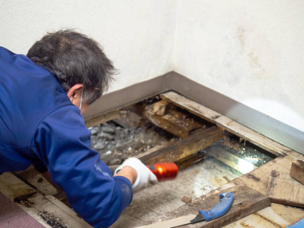 Best Best Mold Removal Companies  in Benavides, TX