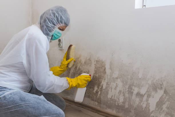 Best Mold Testing and Removal  in Benavides, TX