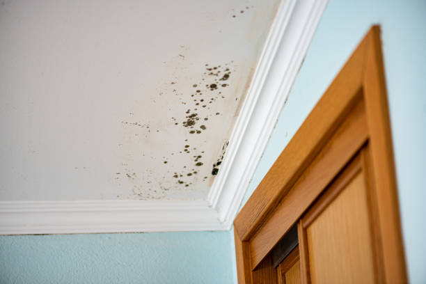 Best Emergency Mold Removal  in Benavides, TX