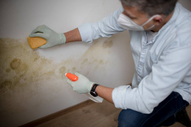 Best Affordable Mold Removal  in Benavides, TX