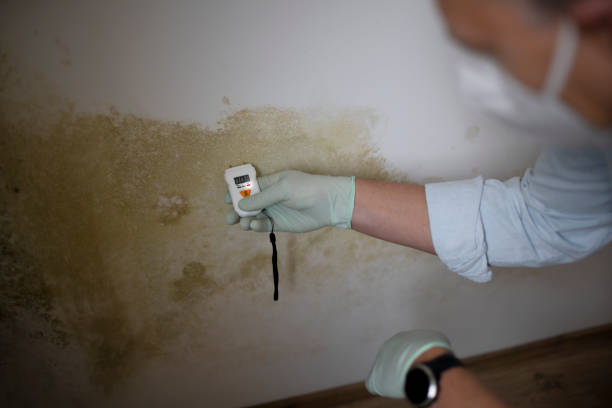 Mold Removal Process in Benavides, TX