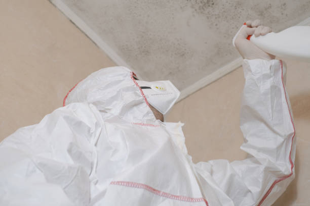 Best Same-Day Mold Removal  in Benavides, TX
