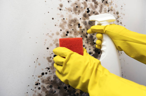 Best Mold Cleaning Services  in Benavides, TX