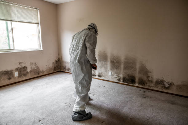 Best Fast Mold Removal  in Benavides, TX