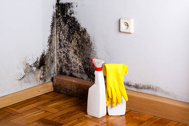 Best Mold Damage Repair  in Benavides, TX