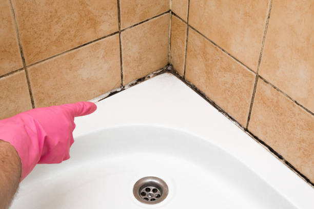 Best Emergency Mold Removal  in Benavides, TX